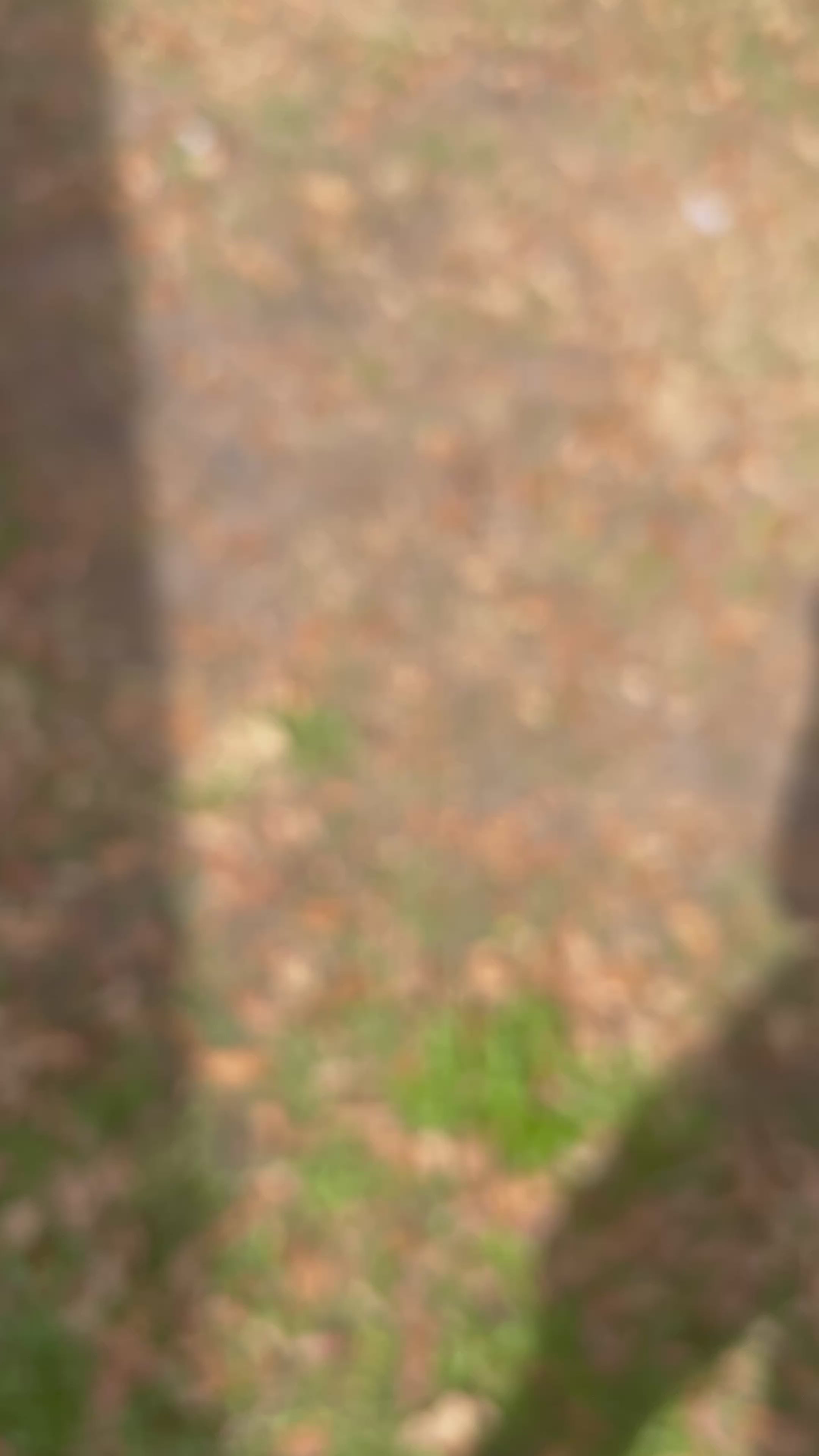 POKEDERP Limited Full Art Zardichar Textured Card