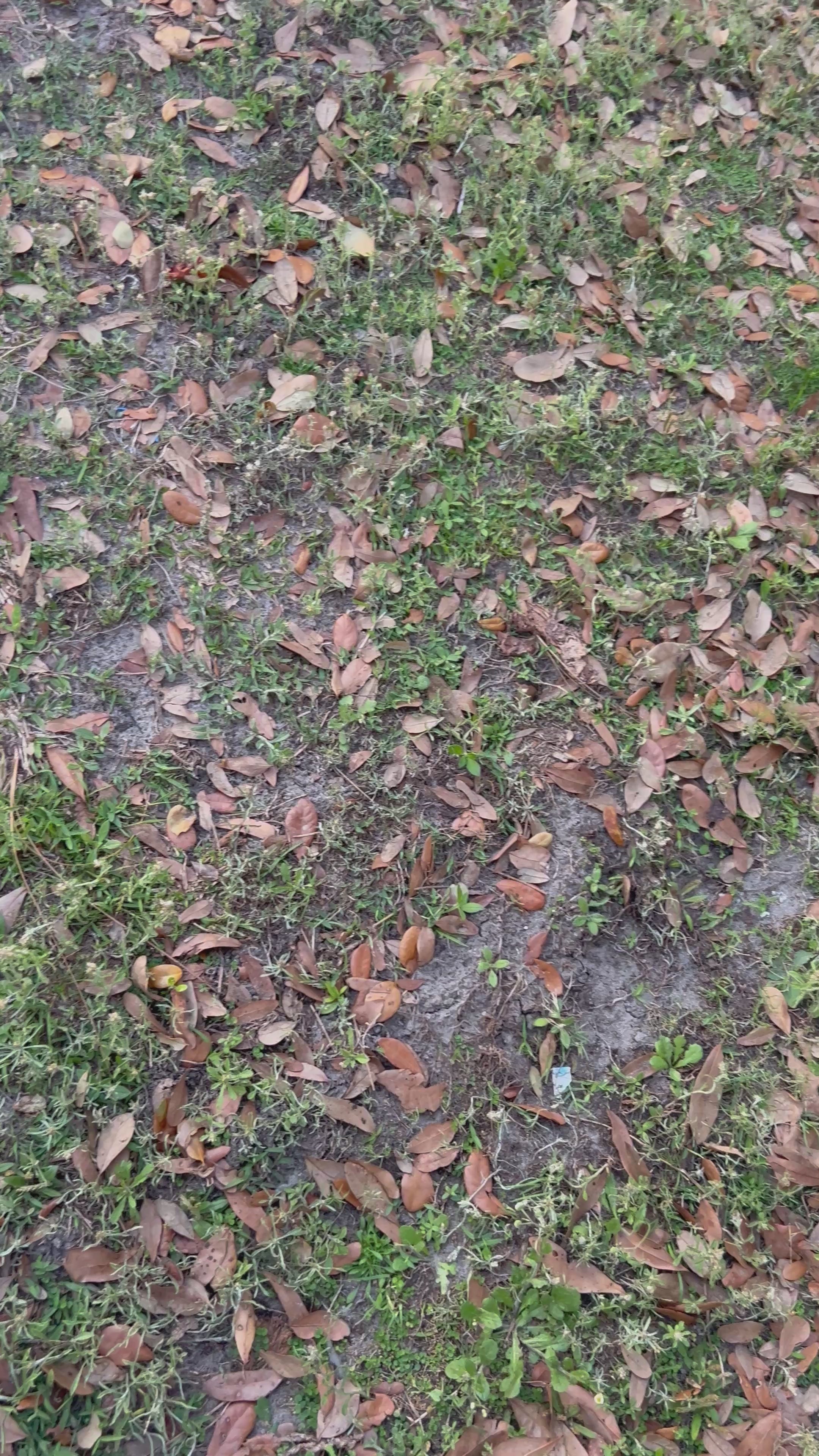 Pokederp Mystery Packs Derpy Parody Pokémon Cards